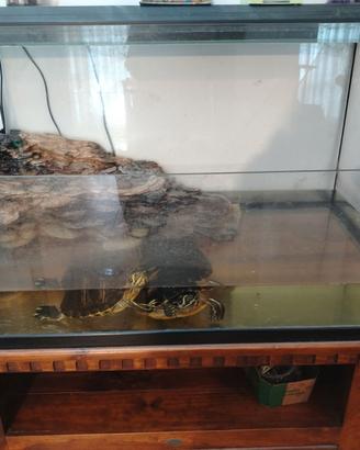 Acquario più due tartarughe