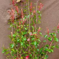 Piante da siepe Photinia Red Robin 180cm