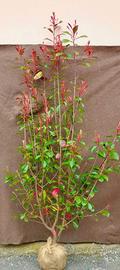 Piante da siepe Photinia Red Robin 180cm
