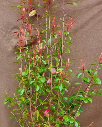 Piante da siepe Photinia Red Robin 180cm