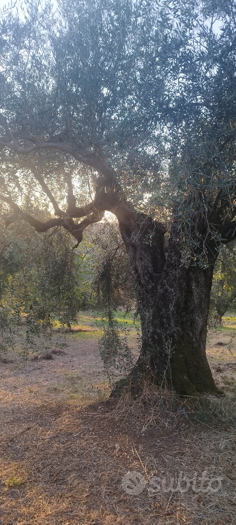 Terreno con ulivi ciliegi e un rudere - Vista 5