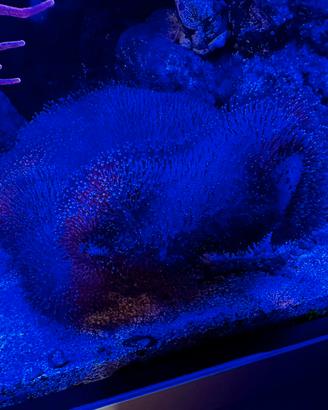 Sarcophyton XL