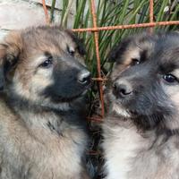 Ci cedono in adozione gratuitamente