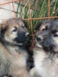 Ci cedono in adozione gratuitamente