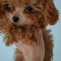 Barboncine femmine taglia mini