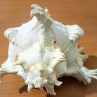 conchiglie murice ramoso 