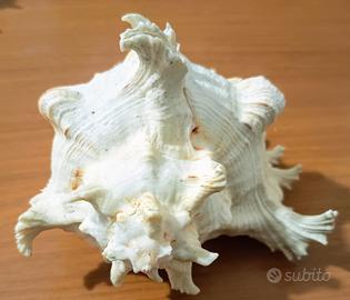 conchiglie murice ramoso 