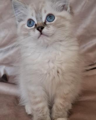 Ragdoll con Pedigree