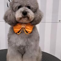 Cuccile di barbocino toy SILVER