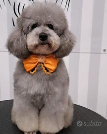 Cuccile di barbocino toy SILVER