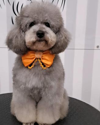 Cuccile di barbocino toy SILVER