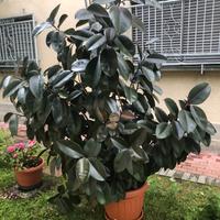 Pianta da interno