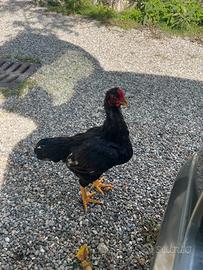 Gallo combattente indiano