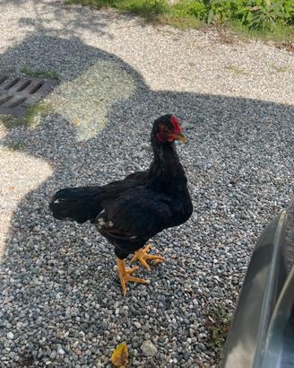 Gallo combattente indiano