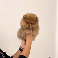 POMERANIA MASCHIO FULVO con pedigree