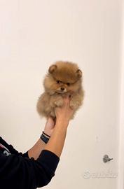 POMERANIA MASCHIO FULVO con pedigree