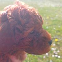 Cuccioli barboncino nano