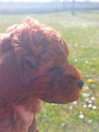 Cuccioli barboncino nano