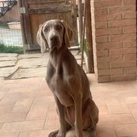 Weimaraner