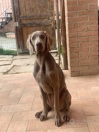 Weimaraner