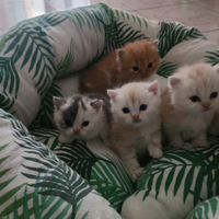Gattini Persiani