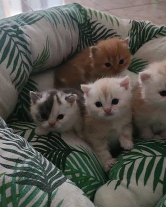 Gattini Persiani