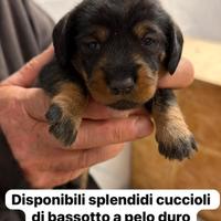 Bassotti nani a pelo duro