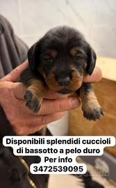 Bassotti nani a pelo duro