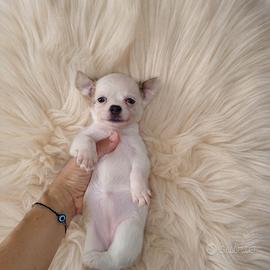Chihuahua Toy pelo lungo bianco merle eterocromia
