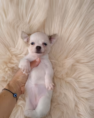 Chihuahua Toy pelo lungo bianco merle eterocromia