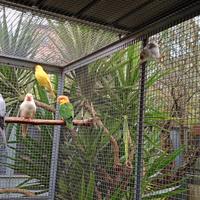 Parrocchetti dal collare