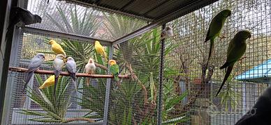 Parrocchetti dal collare