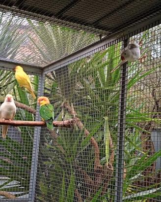 Parrocchetti dal collare