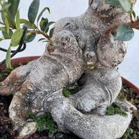 Ficus bonsai
