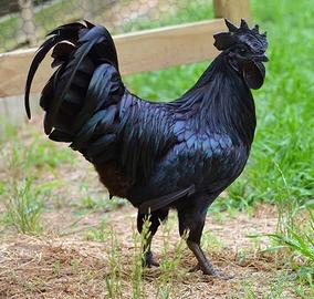 Coppia Cemani