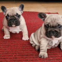 Cuccioli di bouledogue francese