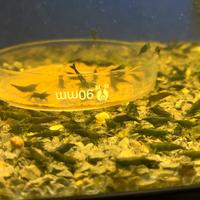Neocaridina Green