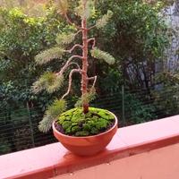 bonsai di Pinus pinea stile yamadory 