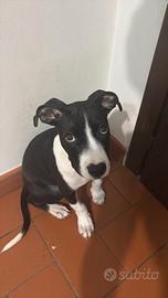 Cucciolo pitbull