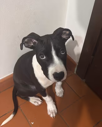 Cucciolo pitbull