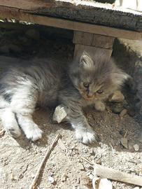 Gattini in adozione
