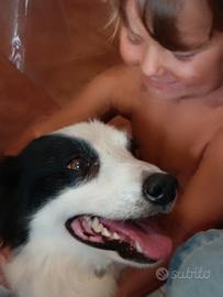 Cucciola border collie