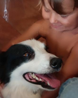 Cucciola border collie
