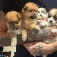 Cuccioli di spitz nano