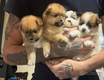 Cuccioli di spitz nano