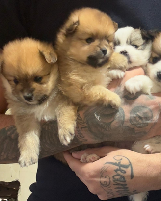 Cuccioli di spitz nano