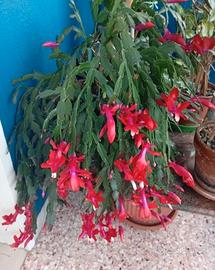 Cactus di natale 