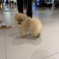 Spitz tedesco nano/Volpino di Pomerania