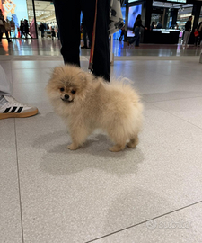 Spitz tedesco nano/Volpino di Pomerania