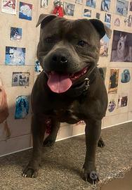 Accoppiamento Staffordshire Bull Terrier Blu